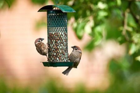 Suet: A Bird-Feeding Staple Image